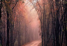 M67217EAHX軸承參數,REXNORD軸承M67217EAHX重量